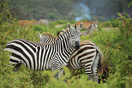 Zebras enjoying feeding in Lake Mburo National Park