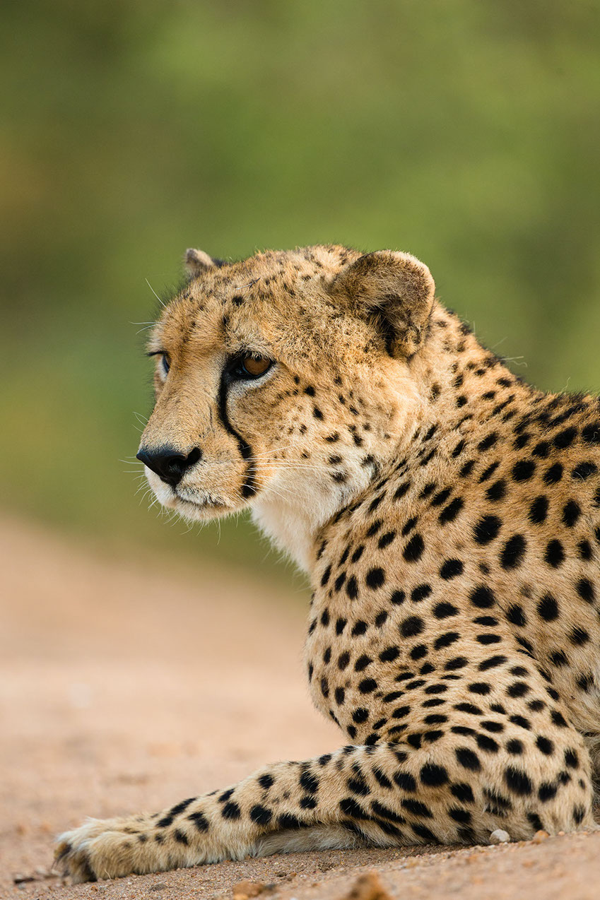 Image of a Cheetah resting in Africa