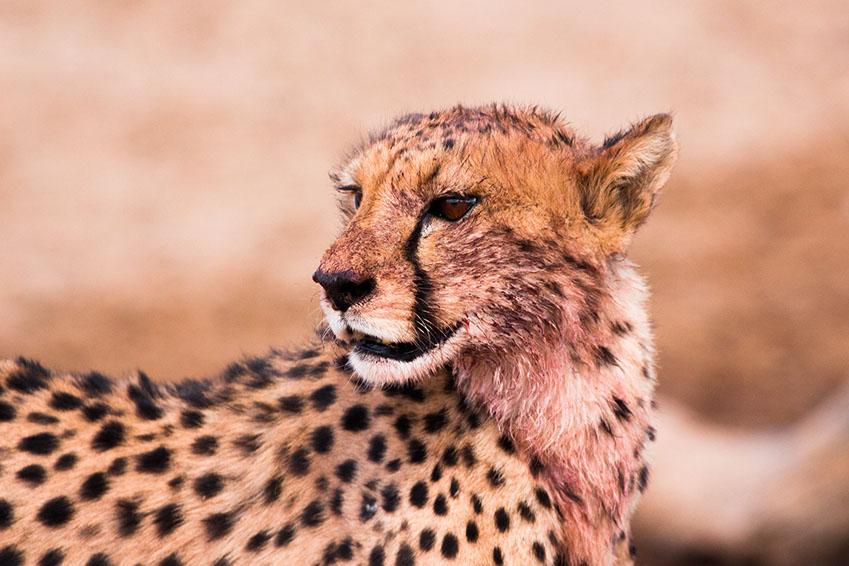 The cheetah is the fastest land animal in the world (it’s only birds that can fly faster)