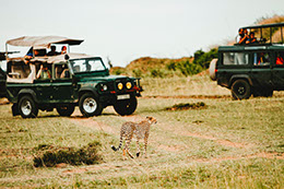 Tourists enjoying a sight of a cheetah in Amboseli national park in Kenya
