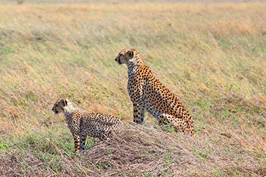 Due to their speed, the average time it takes a cheetah to catch its prey is about 20 seconds