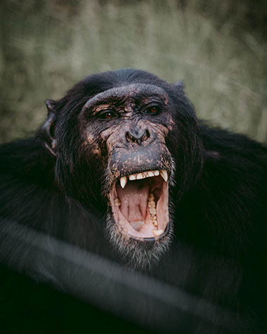 Africa is the only true continent (home) to find Chimpanzees in the World