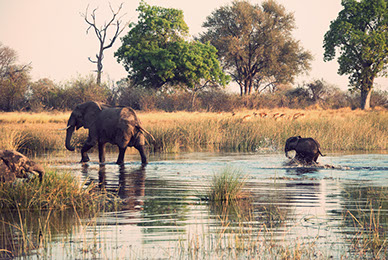 Zambezi National Park is a national park located upstream from Victoria Falls on the Zambezi River in Zimbabwe