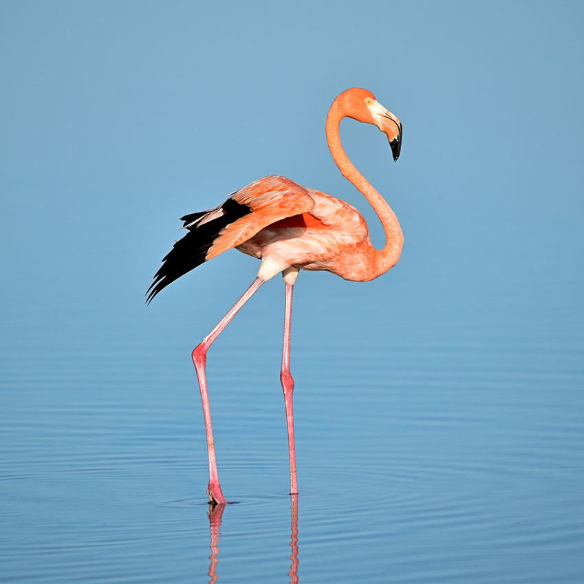 A lesser flamingo in Africa