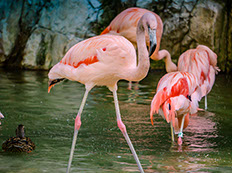 Flamingos at Lake Nakuru National Park, Kenya