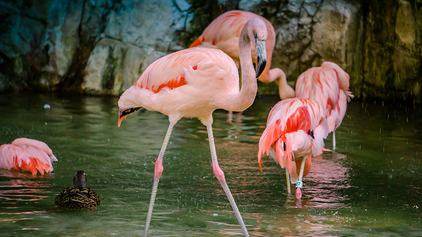 Flamingos live on the coastal and inland wetlands  of sub-saharan Africa