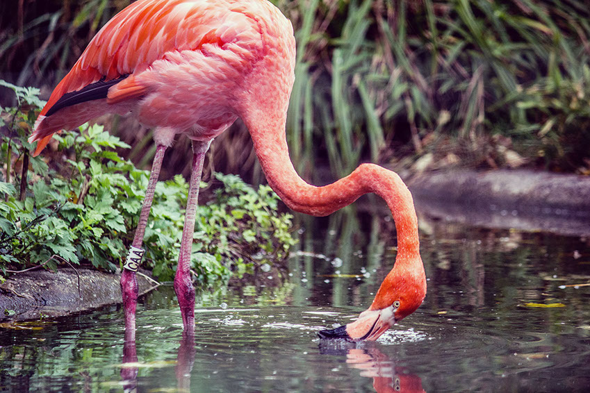 Flamingos mostly eat blue green algae