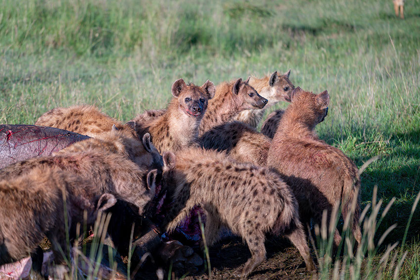 a group of spotted hyenas feeding in the grass lands of Africa