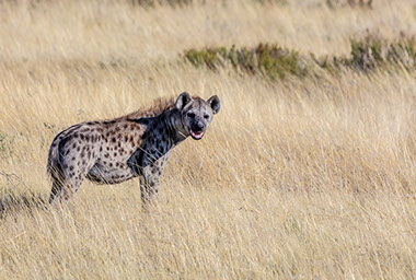 A Spotted Hyena in sub-suharan Africa