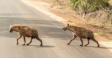 two spotted hyenas across a road in Africa