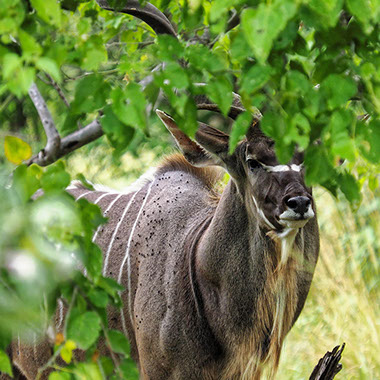 There are two species of kudus; the greater and lesser kudus