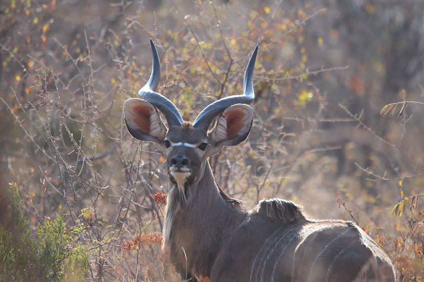 The Kudu are found in Eastern and Southern Africa