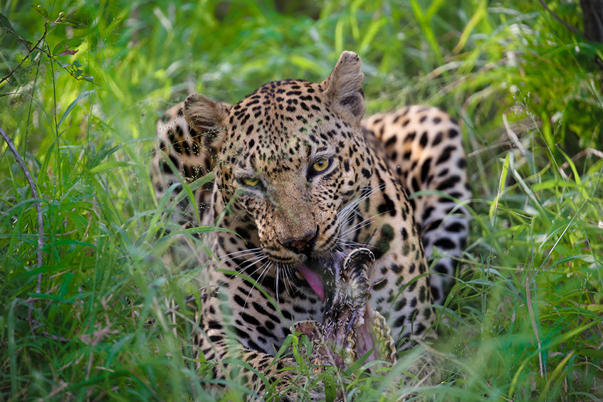 An African Leopard feeding on prey