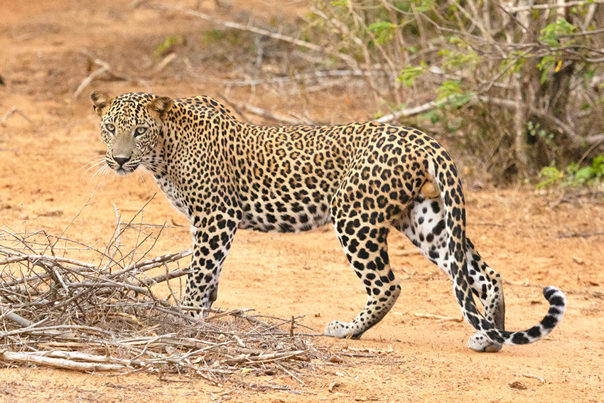 African Leopard walking