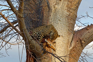 An African Leopard with prey in the trees