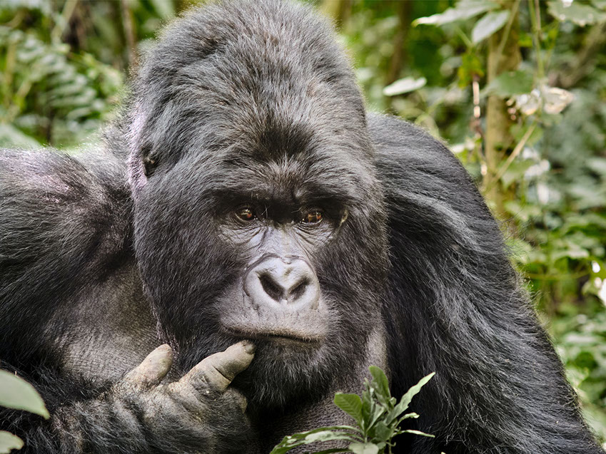A Mountain Gorilla in a forest covering