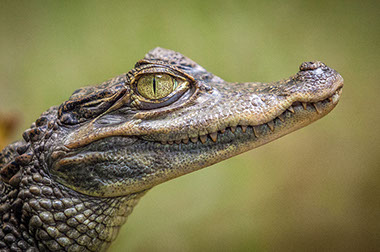 An image of a young Nile Crocodile