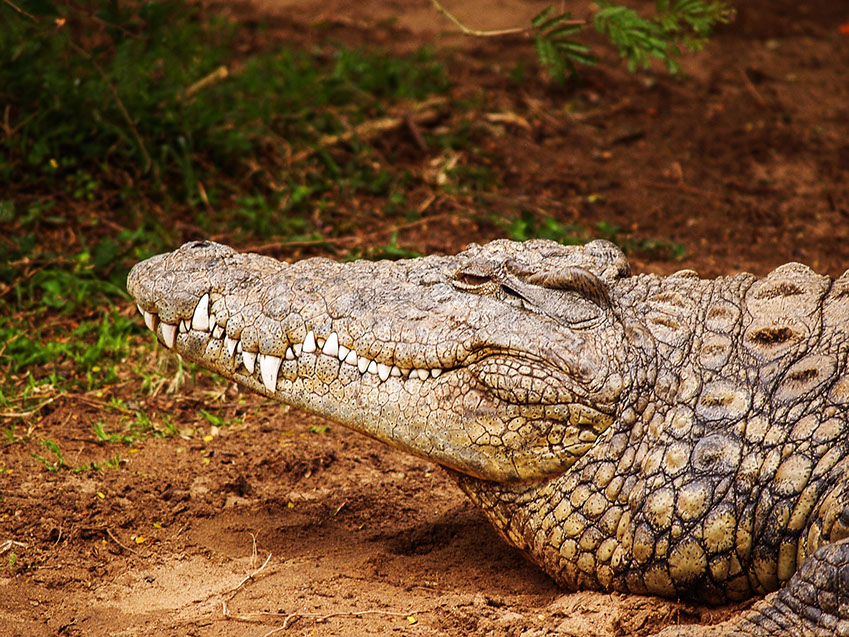 A full grown Nile Crocodile resting