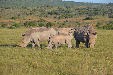 An image of White African Rhinos feeding