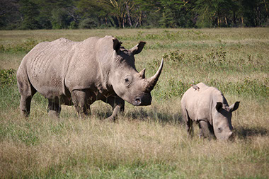 A Mother African Rhino and a young offspring grazing 