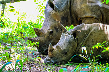 Two African Rhinos resting in the green grasslands