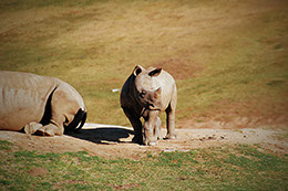Two African Rhinos resting at a national park in Kenya