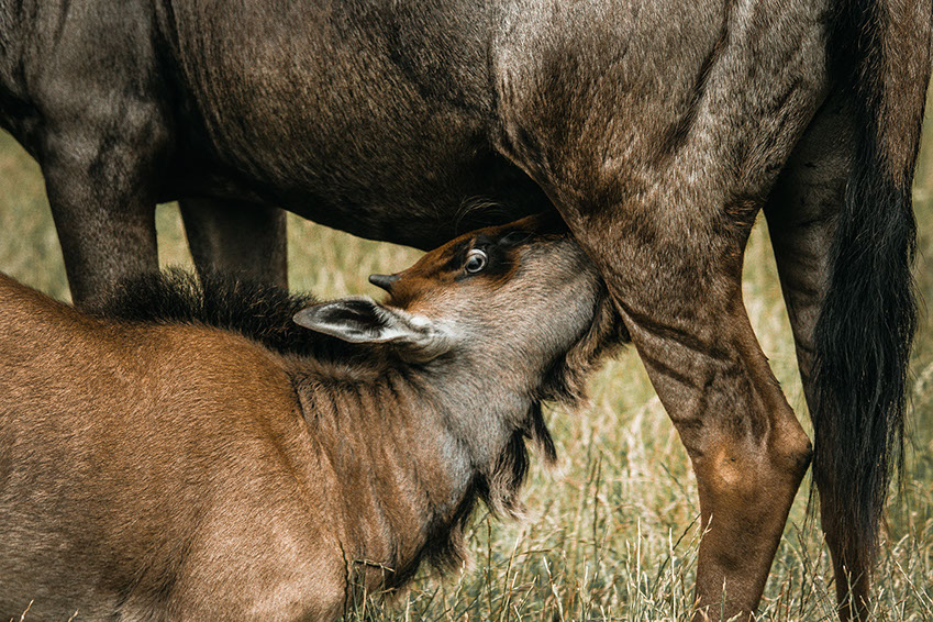 Wildebeest Migration is one of Africa's Wonders