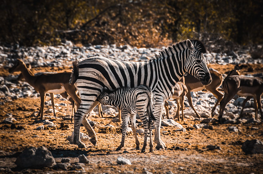 Zebras feed on plant leaves, herbs, twigs and herbivores animals