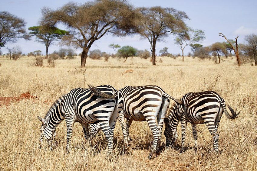 In Africa, Zebras are found from the eastern to the southern parts of Africa