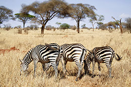 A group of Zebras feeding on grass in Amboseli National Park, Kenya