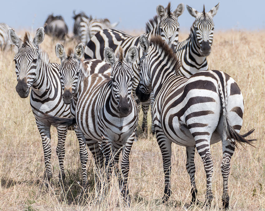 There are 6 sub-species of Zebras in Africa