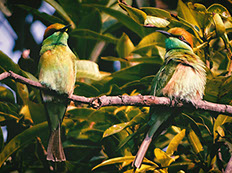 two birds sitted on a tree branch in bwindi impenetrable national park