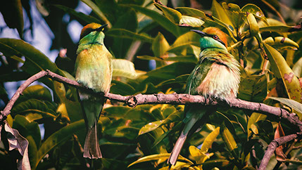 A beautiful image of birds resting on a tree branch