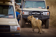 Tourists enjoying a sight of a roaring lion at Maasai Mara national reserve in Kenya