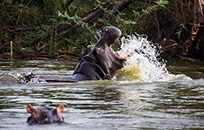 A roaring hippo in river nile in Murchison Falls National Park
