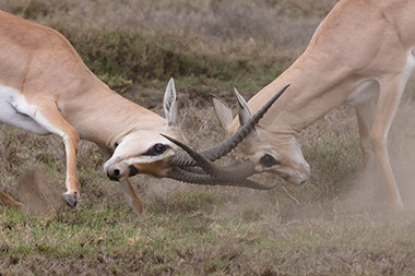a Sitatunga antelope fight at Saiwa Swamp National Park in Kenya