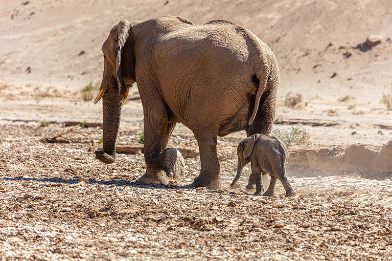 Hwange national park is renowed for it's vast elephant population