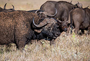 African Buffaloes grazing in the queen elizabeth national park grass lands