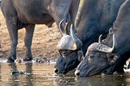 African Buffalo drinking water on river nile in Murchison Falls national park