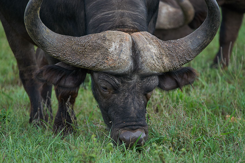 An African Buffalo feeding on grass