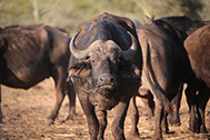 Kruger national park is a true African legend and a must visit destination.