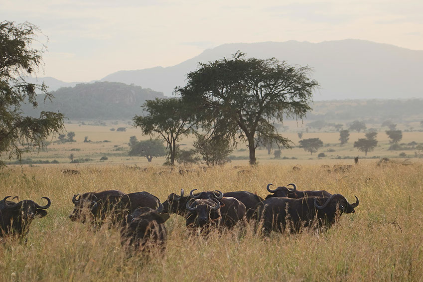 A Herd of Buffalo in the grasslands of Africa