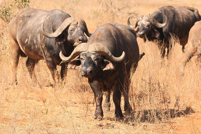 African Buffalo is a member of Africa's Big Five