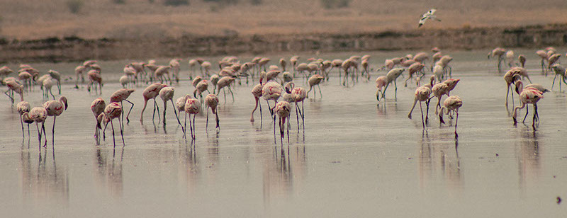 Flamingo birdwatching in Lake Manyara national park