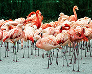 A group of flamingos enjoying a resting time at Lake Nakuru, Kenya