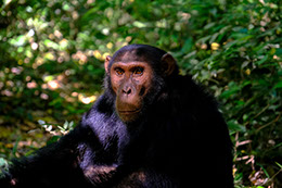A Chimpanzee sitting in the Kyambura Gorge Forest