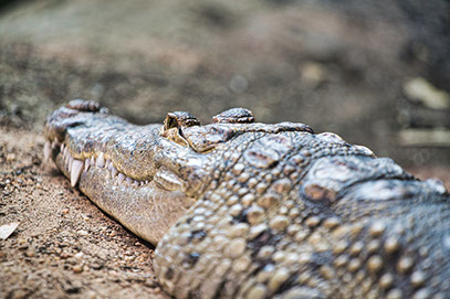 Image of the Nile Crocodile at Sibiloi National Parl in Kenya