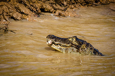 A Nile Crocodile feeding on fish in the water