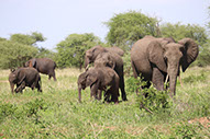 Elephants feeding on grass in Queen Elizabeth National Park