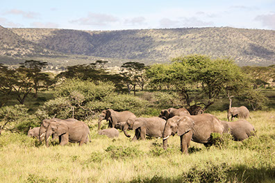 A group of Elephants grazzing at Mikumi national park in Tanzania